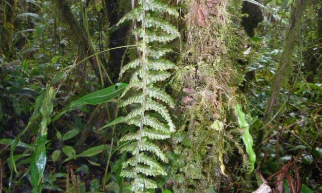 Hymenophyllum sieberi