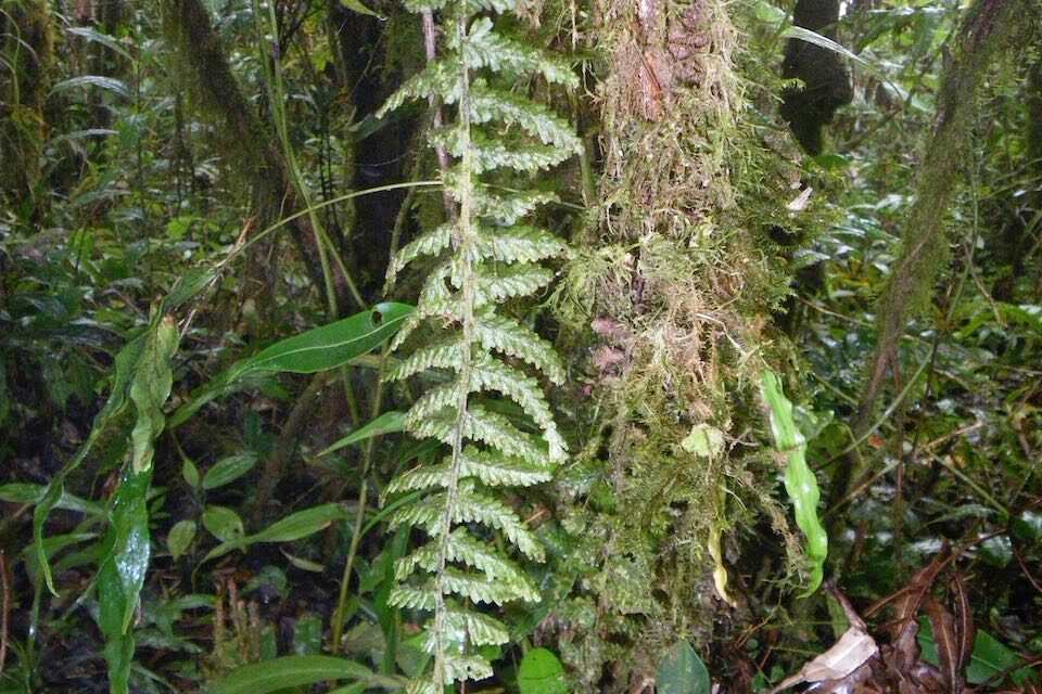 Hymenophyllum sieberi