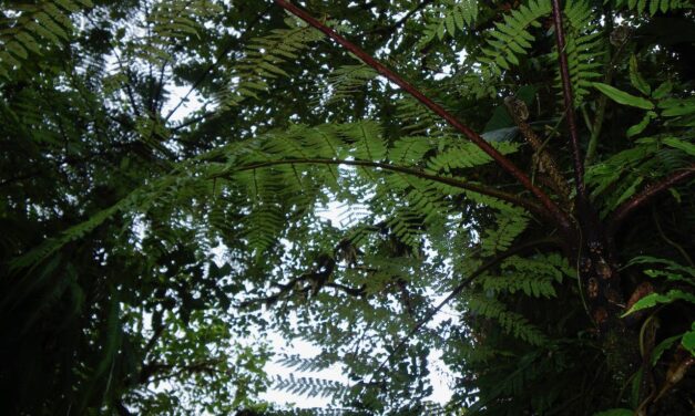 Cyathea onusta