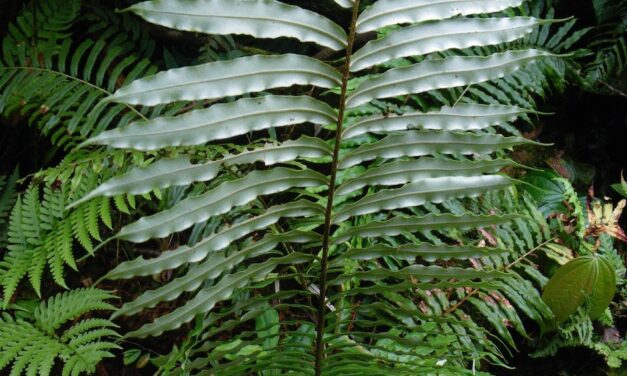 Lomariocycas werckleana