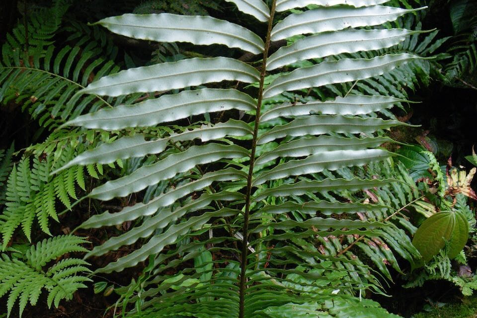 Lomariocycas werckleana