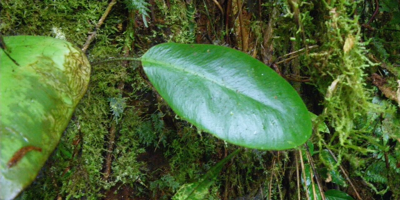 Elaphoglossum crinitum