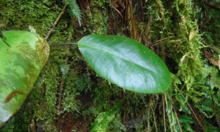 Elaphoglossum crinitum