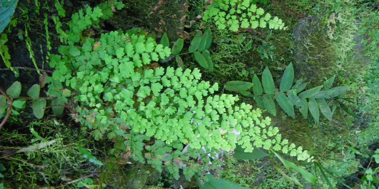 Adiantum concinnum