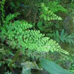 Adiantum concinnum