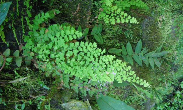 Adiantum concinnum