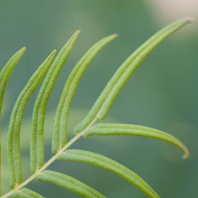 Pteris-vittata-L.-561458 (Pteris vittata)