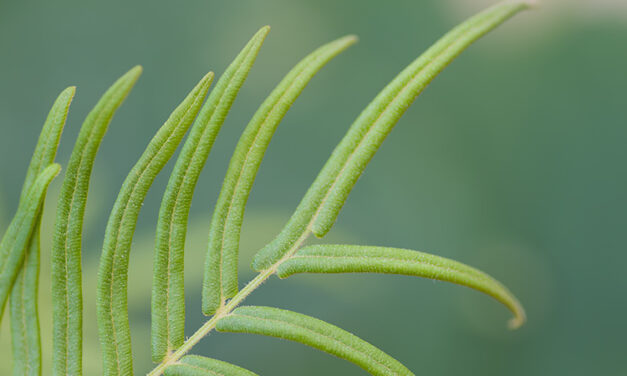 Pteris vittata