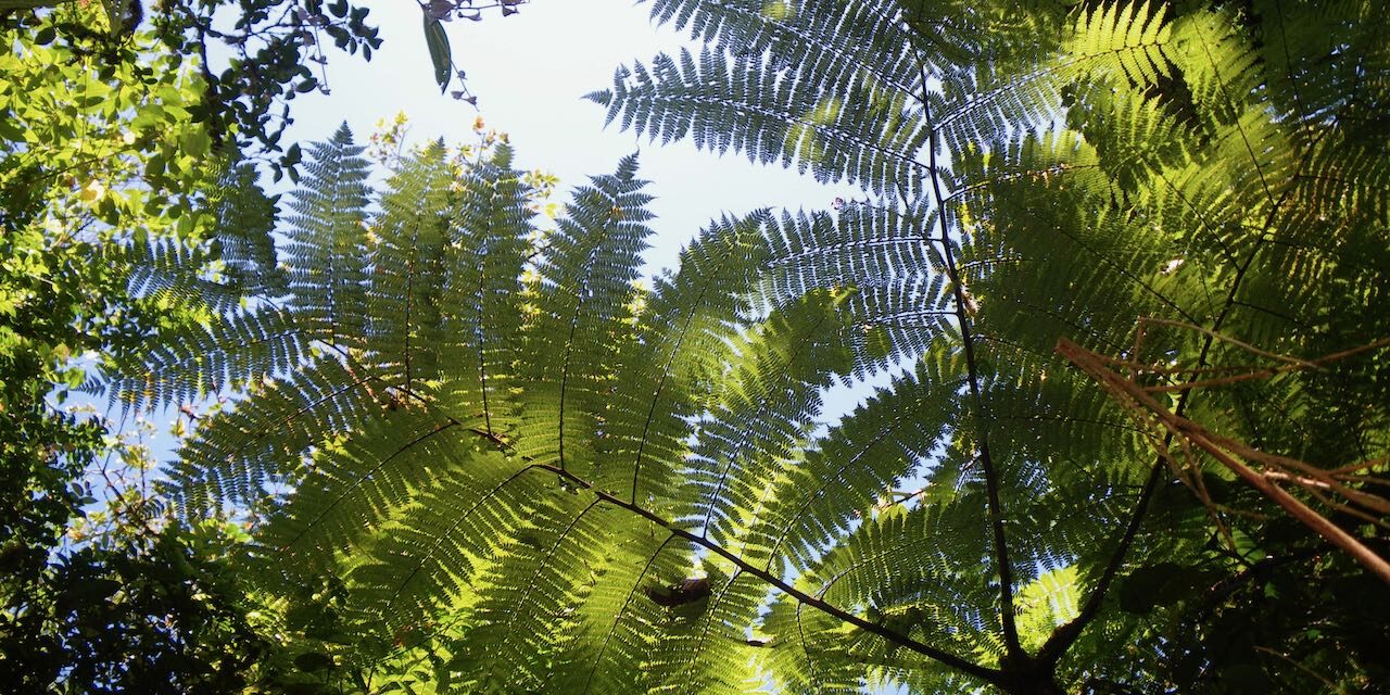 Alsophila polystichoides