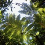 Alsophila polystichoides