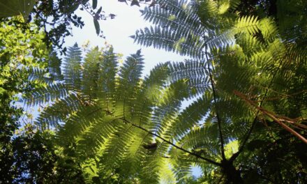 Alsophila polystichoides