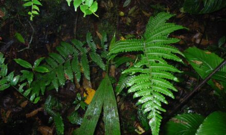 Amauropelta atrovirens