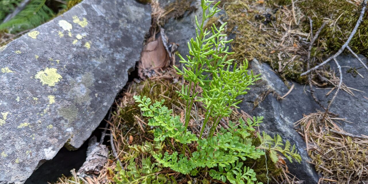 Cryptogramma acrostichoides