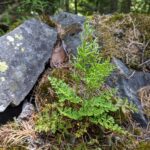 Cryptogramma acrostichoides