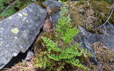 Cryptogramma acrostichoides