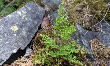 Cryptogramma acrostichoides