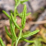 American Parsley Fern – Cryptogramma acrostichoides – Pteridaceae – Kootenai National Forest – North Fork Bull Creek (6) (Cryptogramma acrostichoides)