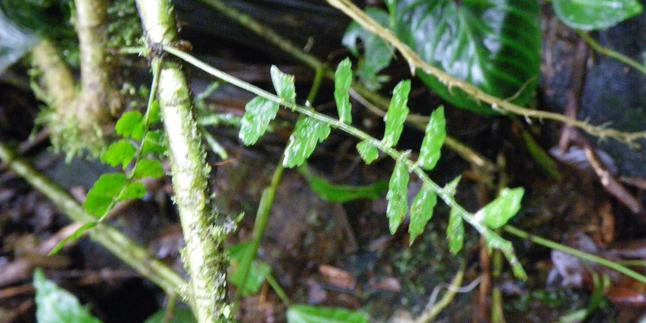 Asplenium auriculatum