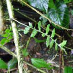 Asplenium auriculatum