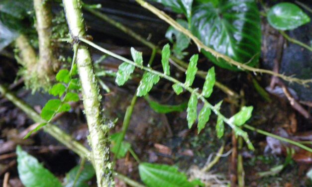 Asplenium auriculatum