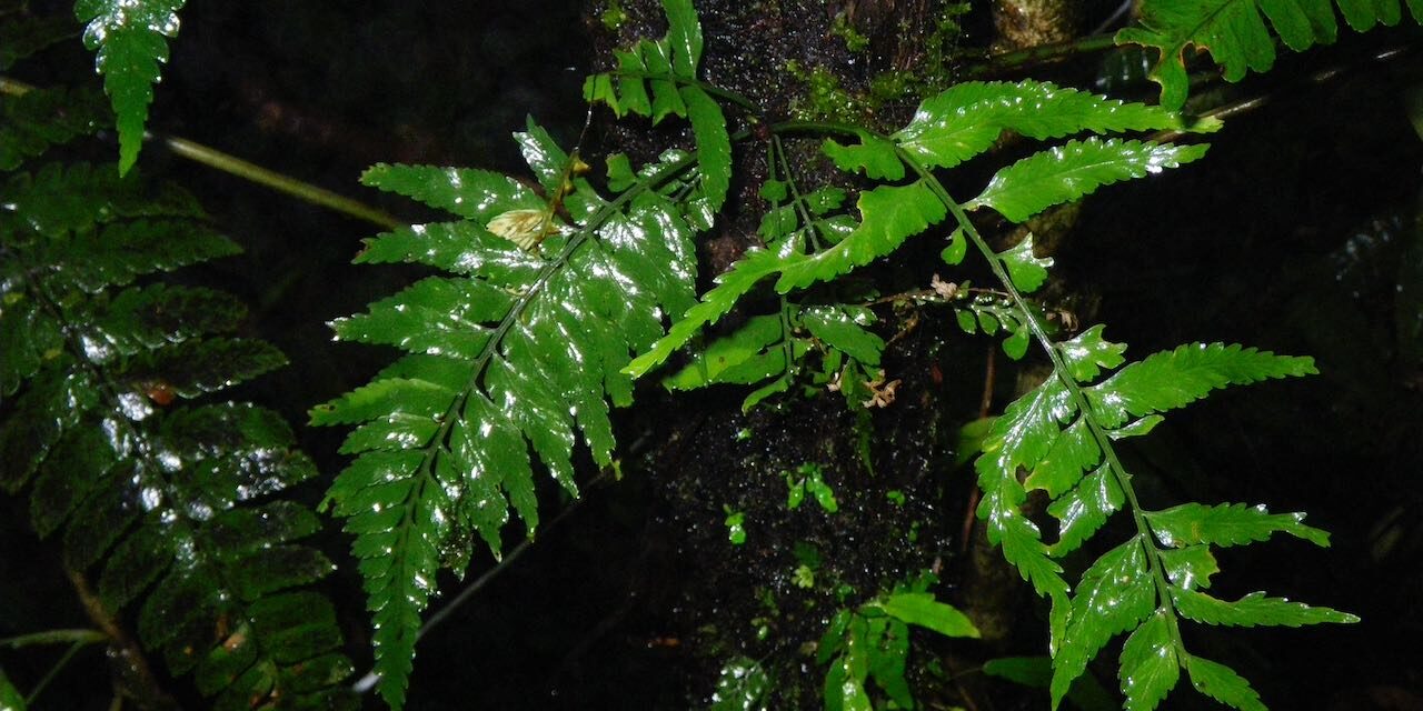 Asplenium auritum