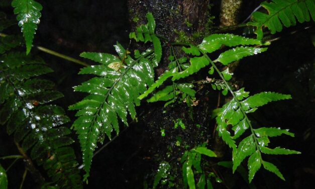 Asplenium auritum