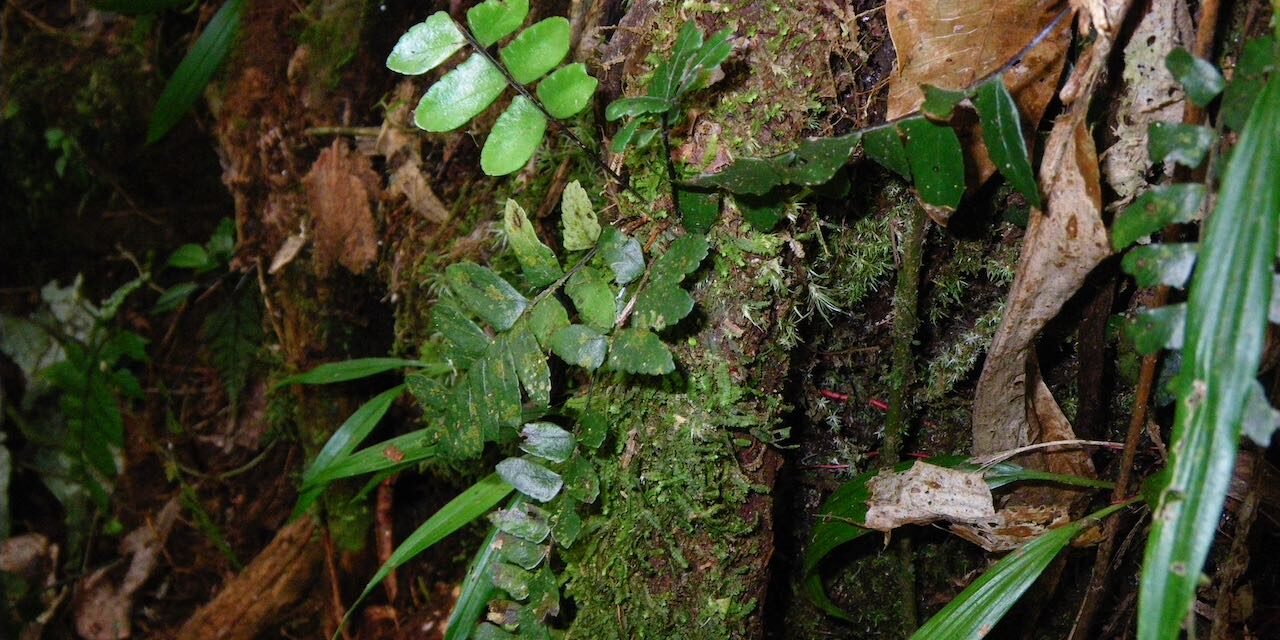 Asplenium cirrhatum