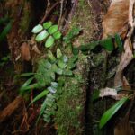 Asplenium cirrhatum