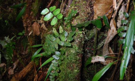 Asplenium cirrhatum