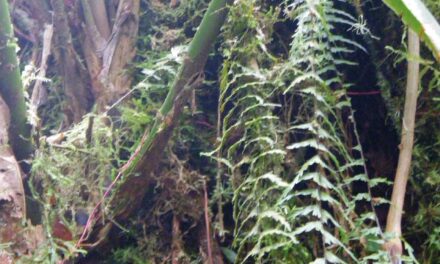 Asplenium dissectum