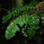 Asplenium rutaceum