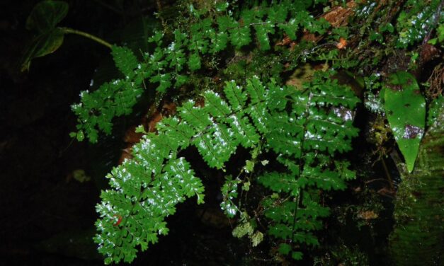 Asplenium rutaceum