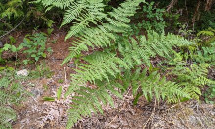 Pteridium aquilinum