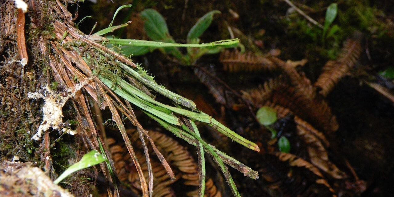 Cochlidium rostratum