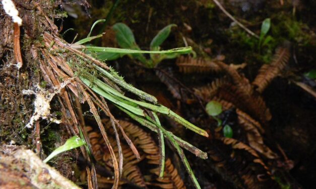 Cochlidium rostratum