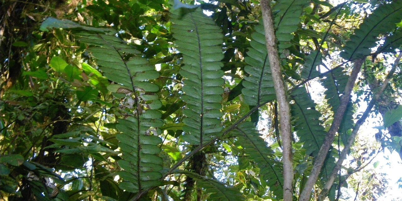 Cyathea mutica var. mutica