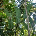 Cyathea mutica var. mutica