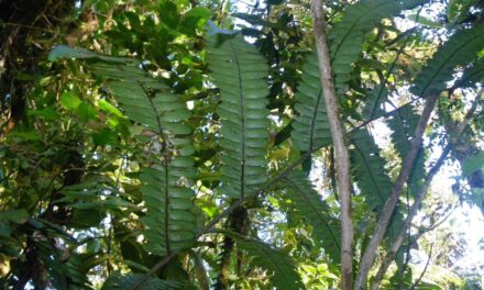 Cyathea mutica var. mutica