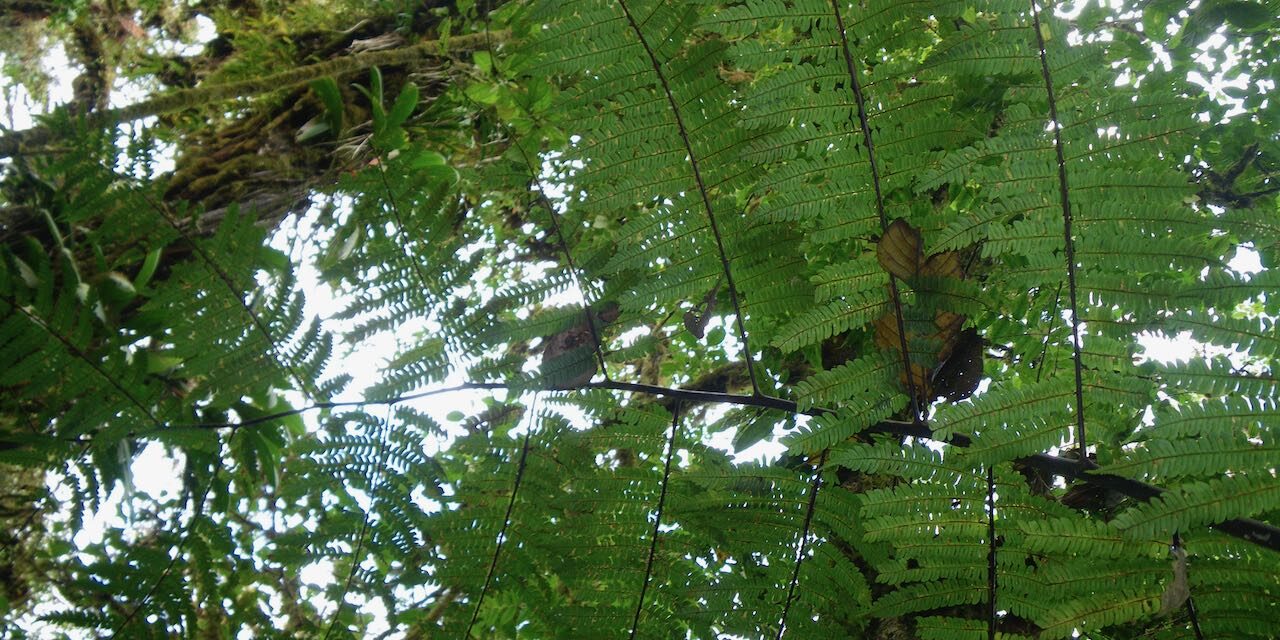 Cyathea nigripes