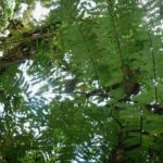 Cyathea nigripes