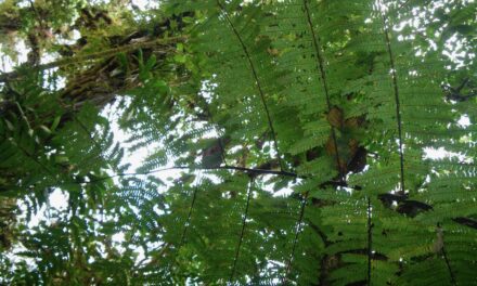 Cyathea nigripes