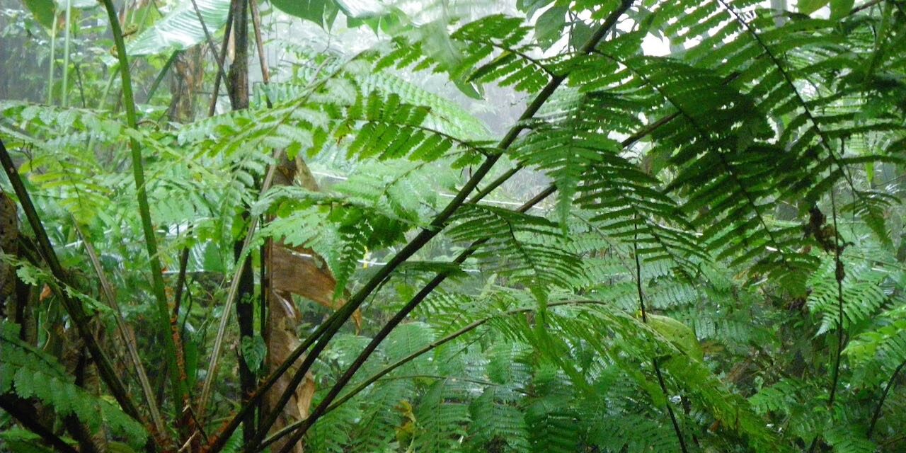 Cyathea pinnula