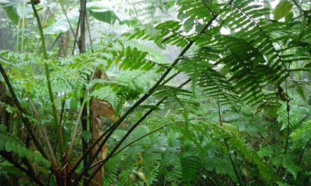 Cyathea pinnula