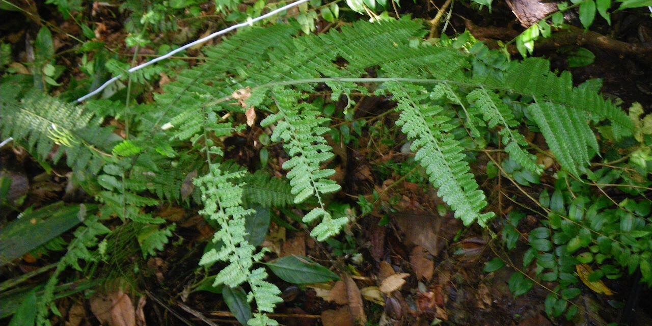 Dennstaedtia cornuta