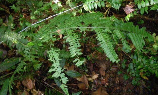 Dennstaedtia cornuta