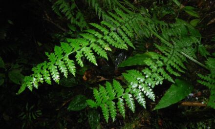 Dennstaedtia cornuta