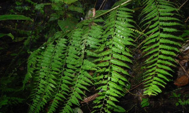 Dennstaedtia werckleana