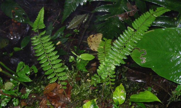 Dennstaedtia werckleana