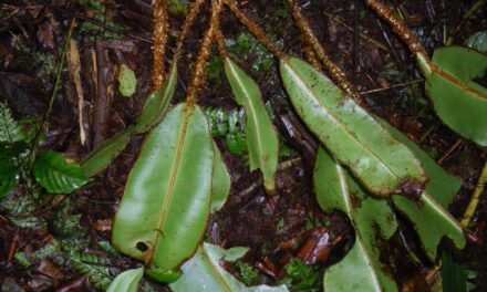 Elaphoglossum decoratum