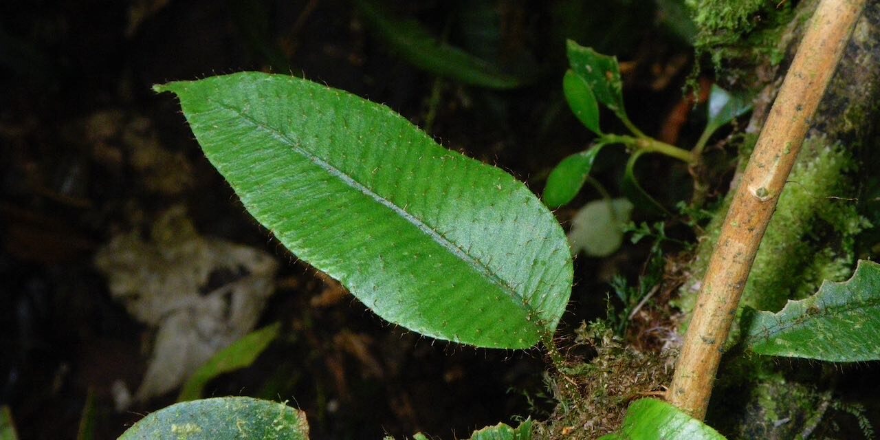 Elaphoglossum lanceiforme